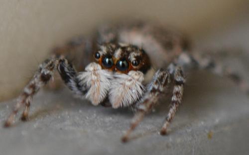 Menemerus semilimbatus
